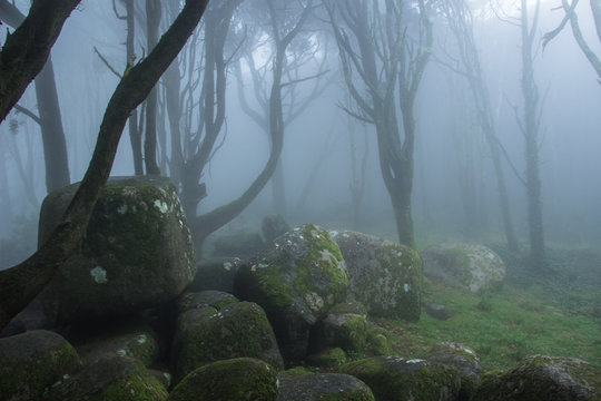 Fototapeta Mysterious dark old forest with fog in the Sintra mountains in Portugal