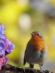 Beautiful robin