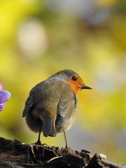 Beautiful robin