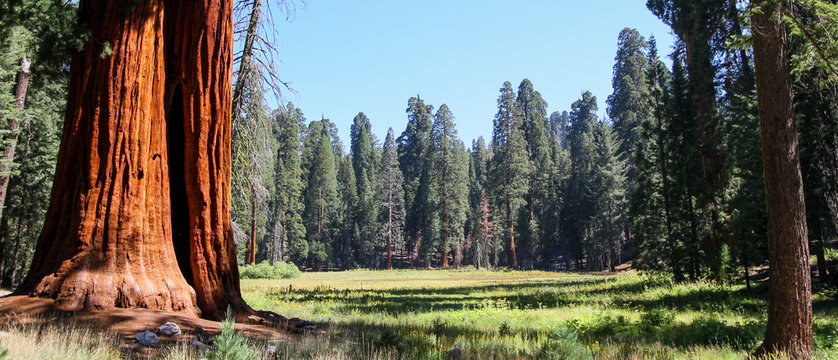 Redwood Tree In USA