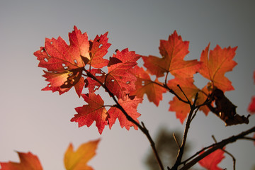 Red autumn leaves