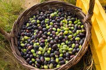 Close-up of fresh olives in basket