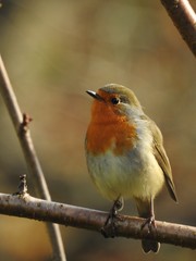 Fototapeta premium Beautiful robin