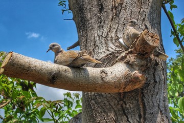 Obraz premium Pretty birds are on the branch...