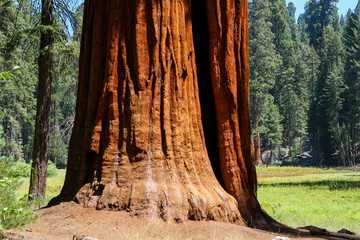 Redwood Tree in USA