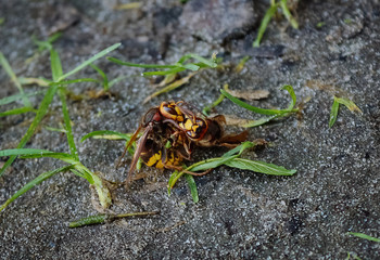 Two wasps are fighting on the ground in the park