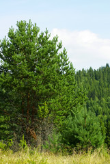 large spruce green tree in summer forest