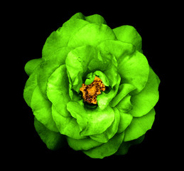 Surreal dark chrome green rose flower isolated on black