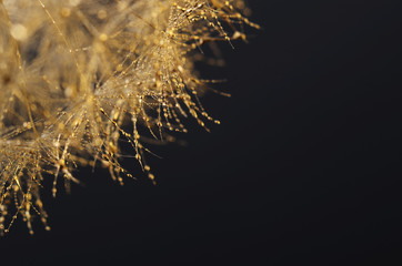 Christmas background : gold dandelion seeds