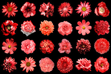 Mix collage of natural and surreal red flowers 24 in 1: peony, dahlia, primula, aster, daisy, rose,...