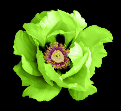 Green peony flower macro photography isolated on black