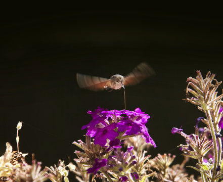 Macroglossum stellatarum feeding on flowers.It is an insect quite similar to a hummingbird, it is named also Hummingbird Hawk-moth or Hummingmoth.It flies during the day with an audible humming noise.