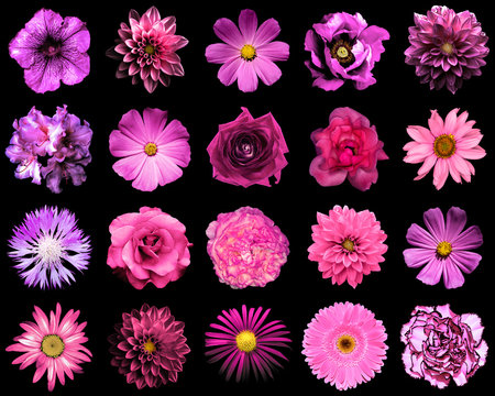 Fototapeta Mix collage of natural and surreal pink and purple flowers 20 in 1: peony, dahlia, primula, aster, daisy, rose, gerbera, clove, chrysanthemum, cornflower, flax, pelargonium isolated on black