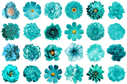 Collage of natural and surreal turquoise flowers 24 in 1: peony, dahlia, primula, aster, daisy, rose, gerbera, clove, chrysanthemum, cornflower, flax, pelargonium, marigold, tulip isolated on white