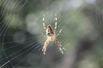 Kreuzspinne