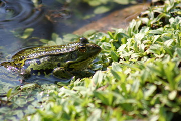 Frosch -
