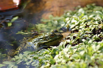 Frosch -