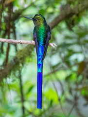 Hummingbird