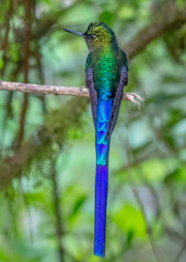 Hummingbird