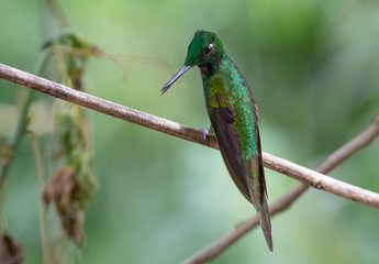 Hummingbird