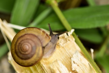 Curious snail on the branch beside canal in evening.