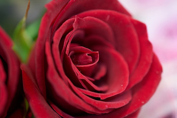 薔薇のアップ