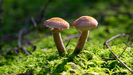Toadstool in the forest in autumn