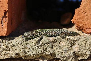 Close up of a green lizard on a rock. Elba island, Italy