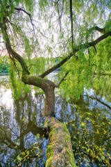 Beautiful view of isolated tree with green leaves over a lake