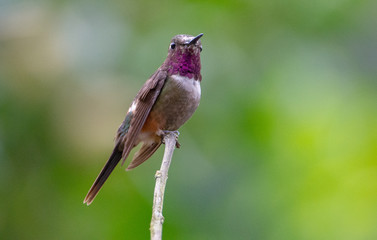 Hummingbird