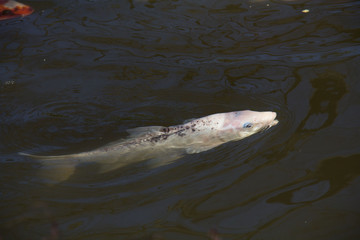 Obraz premium Sacred Koi