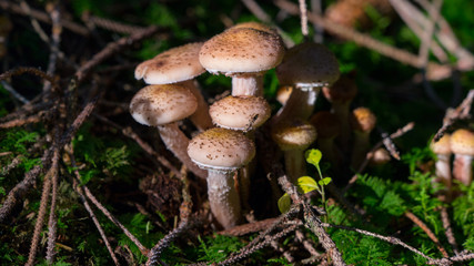 Toadstool in the forest in autumn