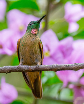 Hummingbird