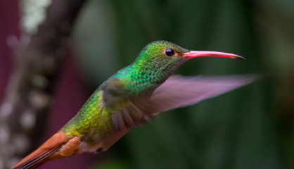 Hummingbird