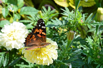 Butterfly in the garden