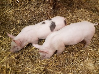 Piglet / Pigs  / farming