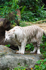 White tiger while looking for something to eat