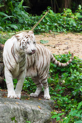 Obraz premium White tiger while looking for something to eat