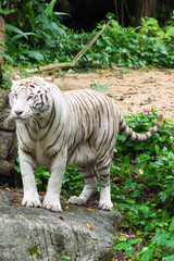 White tiger while looking for something to eat