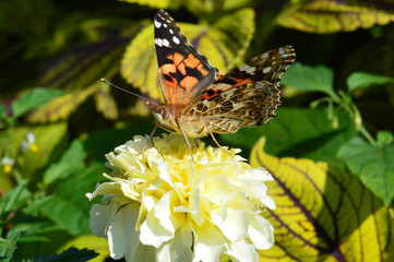 Butterfly in the garden