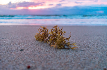 close up of seaweed on the shore with pink and blue skies and waves in the background