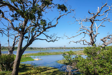 Yala National Park Landscape, Sri Lanka