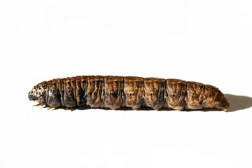 Breitflügelige Bandeule, Raupe, Schmetterling