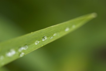 Obraz premium Dew on the grass