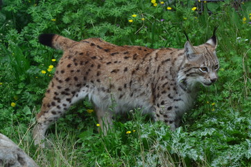 Obraz premium Young lynx carefully aproaching his prey