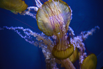 Glowing Jelly