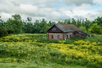 Plakat Old shack and blooming grass in countryside. Yellow flowers and green grass growing near aged wooden hut against cloudy sky. Abandoned old log house