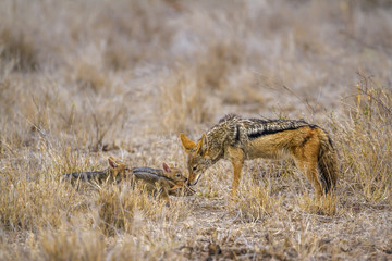 Black-backed jackal in Kruger National park, South Africa