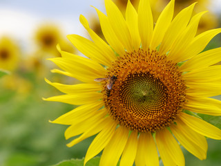 Naklejka premium Sun flower and bee.