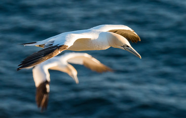 Northern Gannets